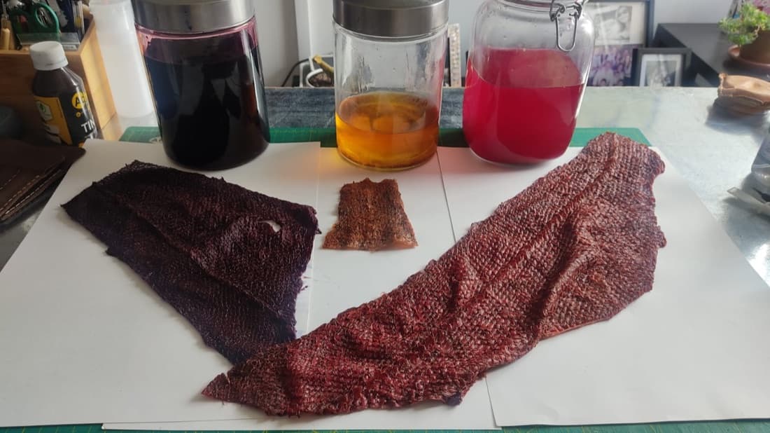 Fish skins during the vegetable-tanning process